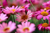 Spanische Gänseblümchen