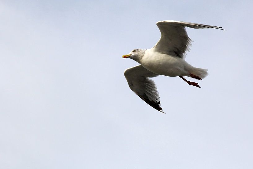 Möwe von Sander de Jong