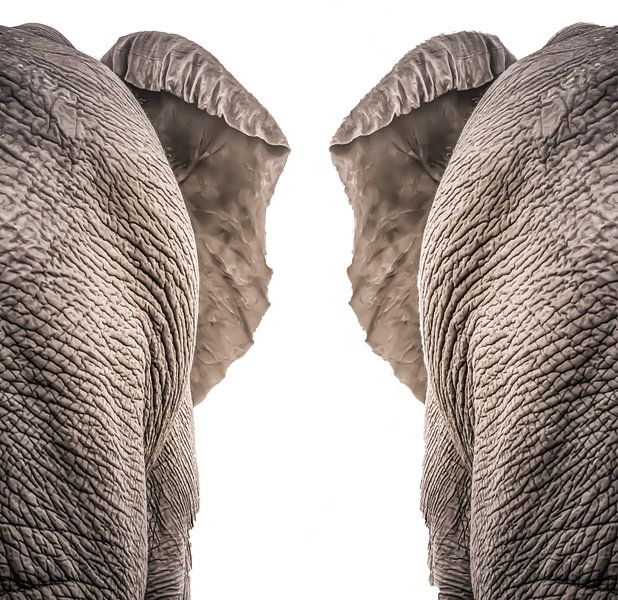 Éléphants par Hennie Zeij