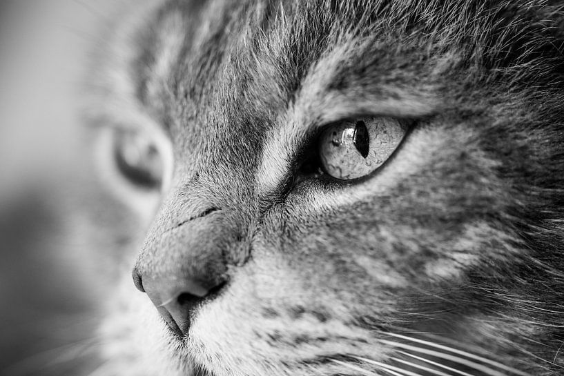 Blick eines Jägers von gerald chapert