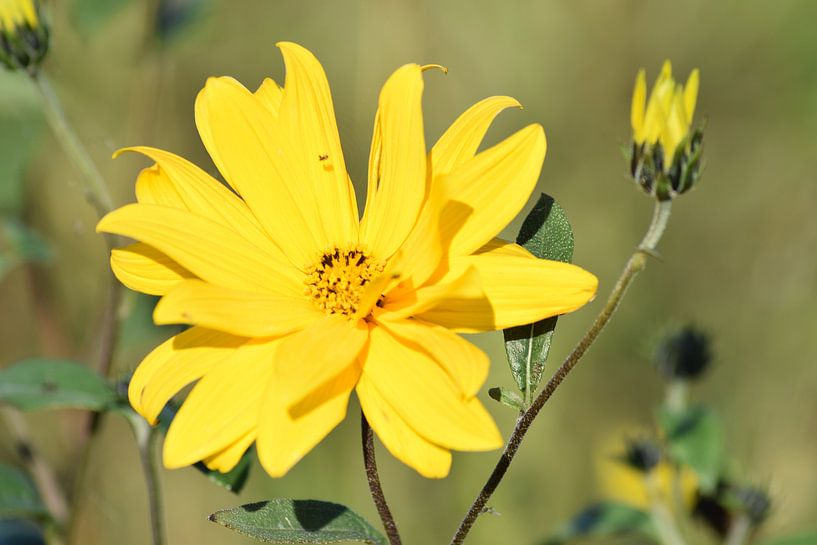 Yellow flower by Hindeloopen Natuurlijk