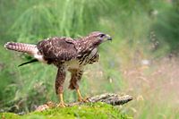 Bussard