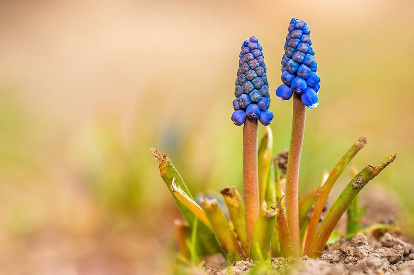 Fleurs de montagnard violettes par Mario Plechaty Photography
