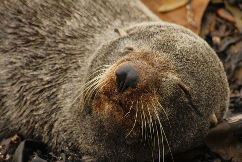 Schlafendes Siegel von Inge Teunissen