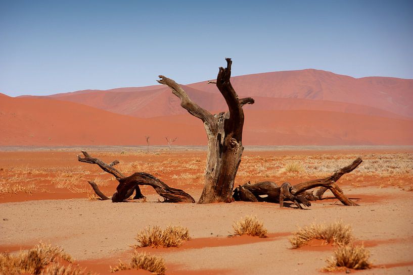 NAMIBIE ... Arbre du désert du Namib par Meleah Fotografie