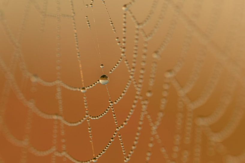 Une goutte d'eau dans une toile d'araignée par Moetwil en van Dijk - Fotografie
