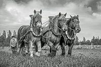 Chevaux de trait, noir et blanc