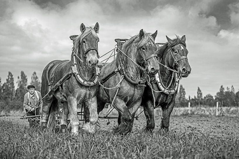 Draught horses, black and white by Lisette van Peenen