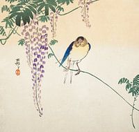 Wisteria and Swallow (ca. 1900) by Ohara Koson.