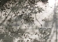 autumn leaf shadow in sunlight on roller blind