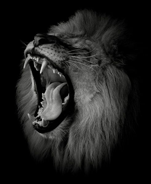Roaring lion in black and white by By Marjolein Design