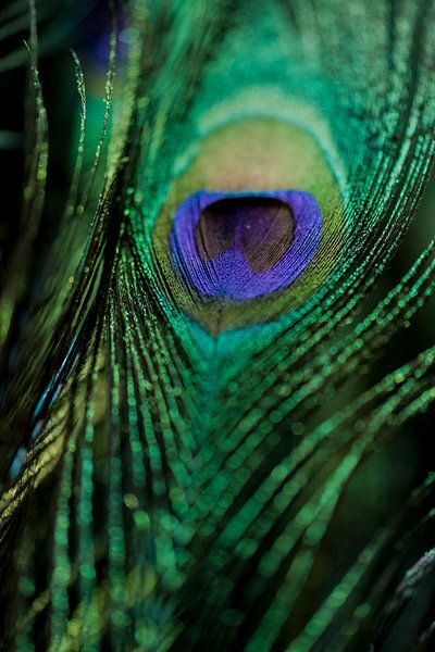 Peacock feather by Fronika Westenbroek