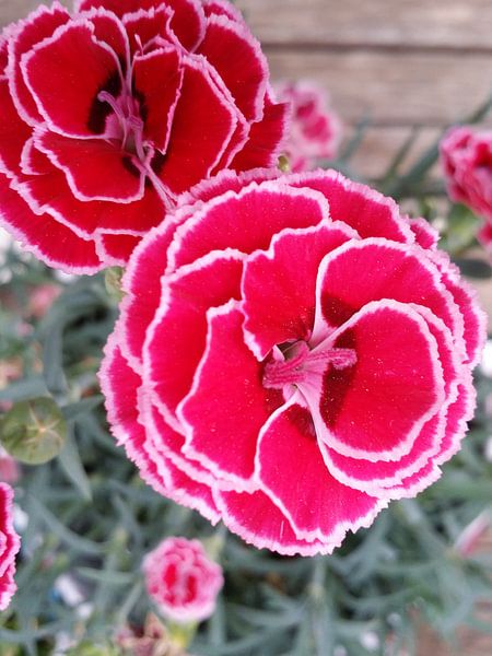 Bloem Flamengo rood by Karen Bos