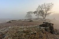 Dérive de sable dans la brume matinale sur la lande de Hoorneboeg près de Hilversum