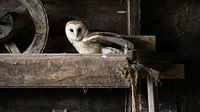 Barn owl