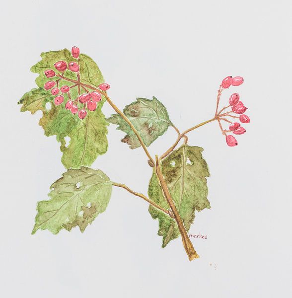 Gelderland rose berries, watercolour by Marlies Huijzer. Original ca 20 x 20 cm by Martin Stevens