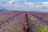 Endlose Lavendelfelder in der Provence, Frankreich