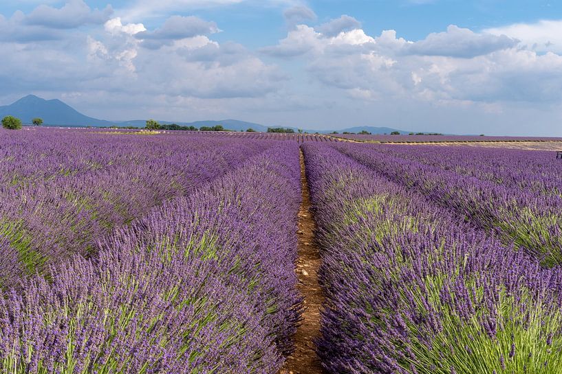 Des champs de lavande infinis en Provence, France par Hillebrand Breuker