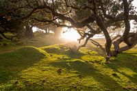 Mystical sunrise in Fanal forrest