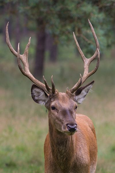 vegen van gewei by anja voorn