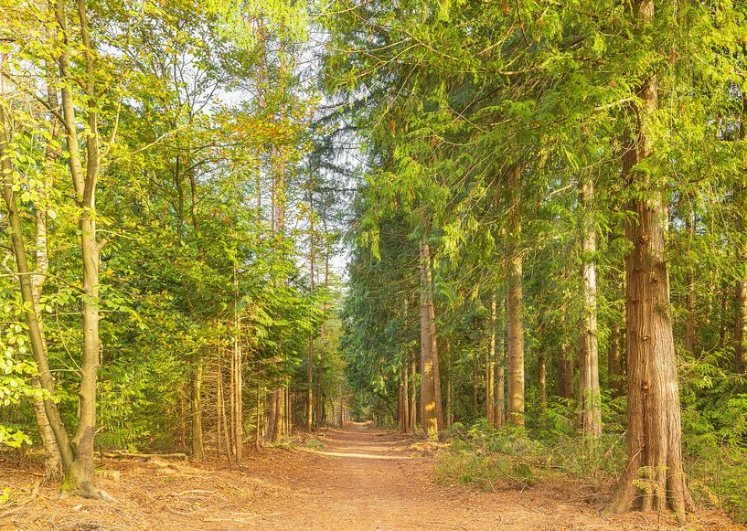 Speulder und Spielder Wald (Niederlande) von Marcel Kerdijk