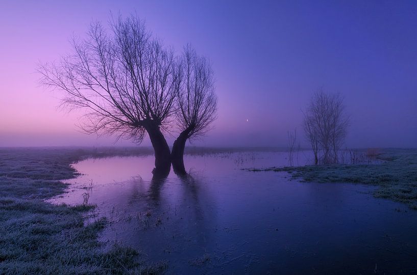 Dancing trees in the winter morning light by Moetwil en van Dijk - Fotografie
