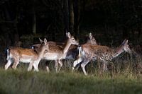 Amsterdamse Waterleiding Duinen