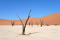 Deadvlei, Skelette von Bäumen in einer trostlosen Dünenlandschaft