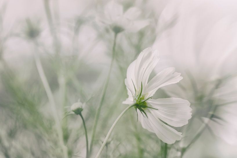 White flower Cosmea by Ellen Driesse
