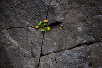 Allein, aber glücklich