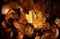 Fall foliage in the Park of Tervuren