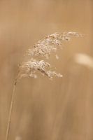 grain grass in the meadow | rural nature photo