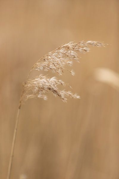 grain grass in the meadow | rural nature photo by Karijn | Fine art Natuur en Reis Fotografie