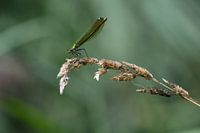 ruisseau de prairie demoiselle