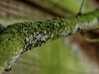 Mit Moos bewachsener Ast - marco photo