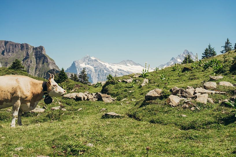 Vache beige dans les montagnes par Patrycja Polechonska