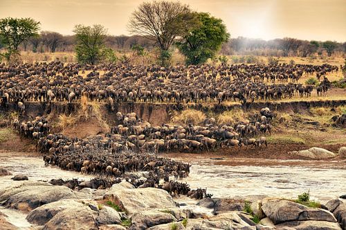Herde Gnus ueberqueren bei ihrer jaehrlichen Wanderung den Mara Fluss von Jürgen Ritterbach