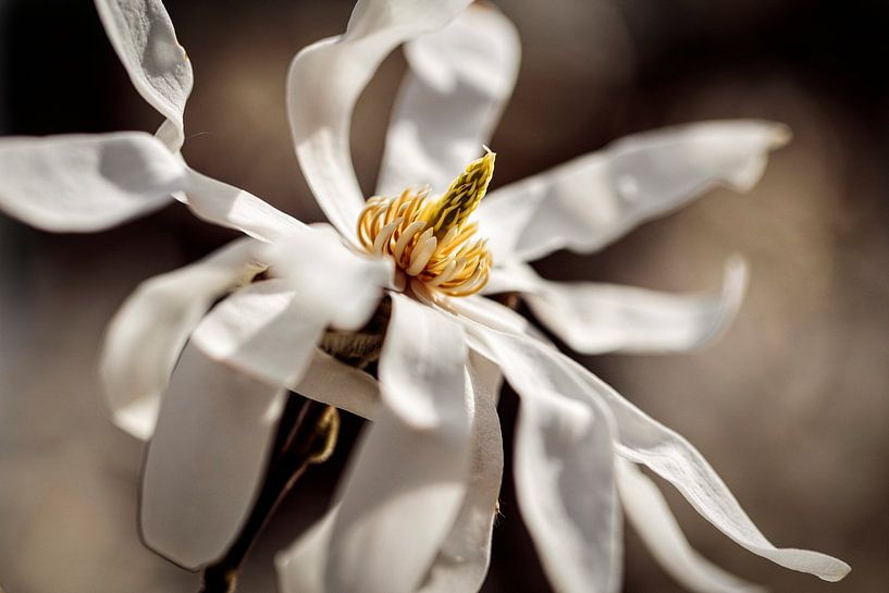 Magnolia par Rob Boon