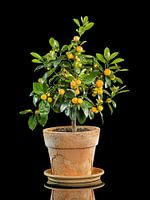 Tangerine tree