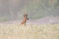 Reebok avec brouillard au sol