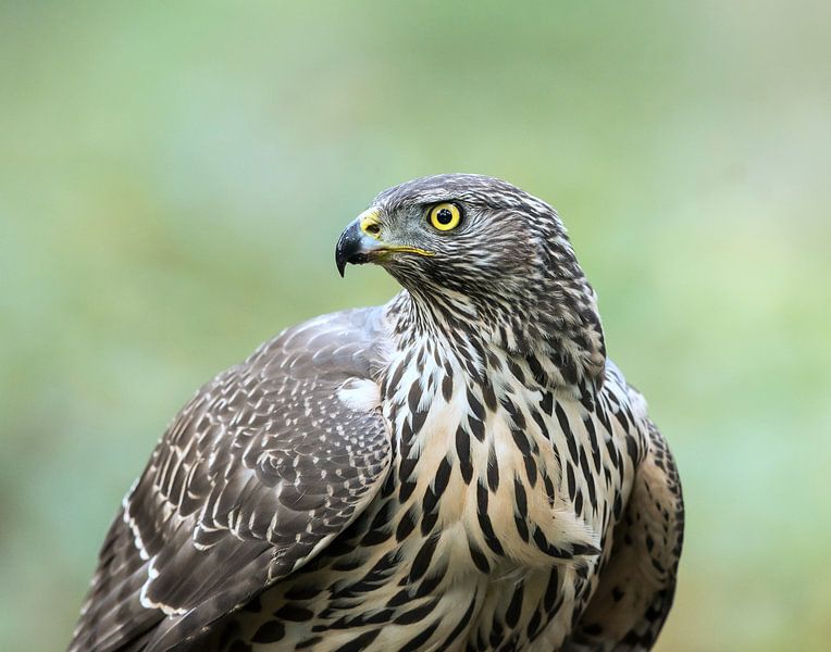 Juvenile Northern Goshawk! by Robert Kok