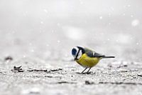 Blue tit in the snow I