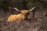 Scottish Highlander