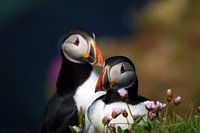 Des macareux amoureux parmi les fleurs roses du printemps en Écosse