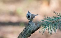 Crested tit ready for a party