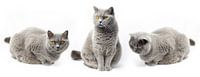 British shorthair cat with orange eyes on white background 3 in a row.