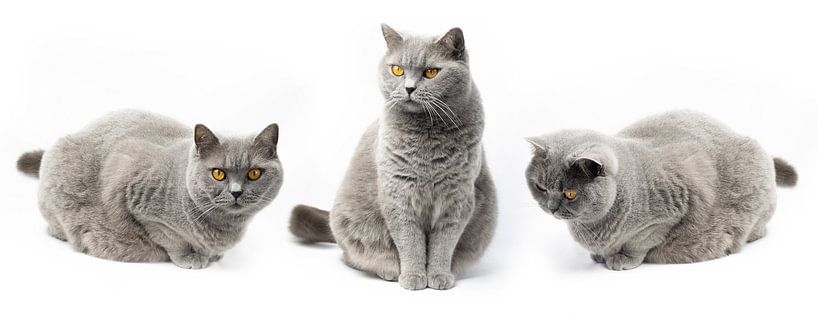 British shorthair cat with orange eyes on white background 3 in a row. by Monique Giling