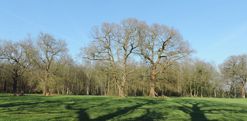 Old oaks in a meadow by Wim vd Neut