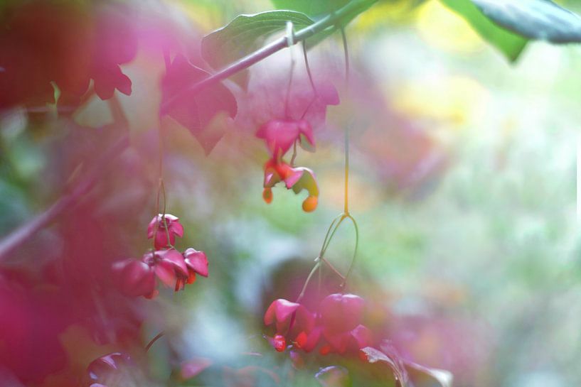 Jardin (I) par Marianna Pobedimova