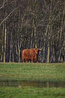 Scottish Highlander in forest on Texel